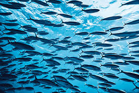aquaculture fish